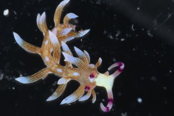 Media type: image;   Malacology 393738 Description: live specimen;